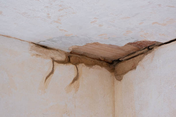 Best Professional water damage repair  in Steamboat Springs, CO